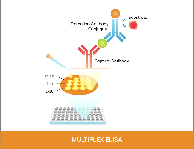 Multiplex ELISA
